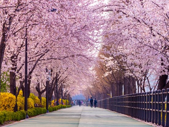 shutterstock_1242886240