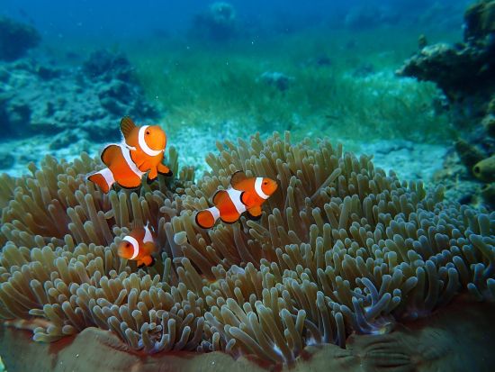 アイランドホッピング　人気の3島巡り　ナルスアン島＋ヒルトゥガン島＋カオハガン島＜日本語ガイド／BBQランチ＞ by Fun Group