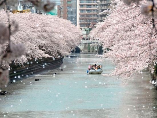 東京お花見クルーズ 目黒川の桜を満喫！屋根なしオープン船で春を堪能＜屋形船大江戸乗船場発着＞