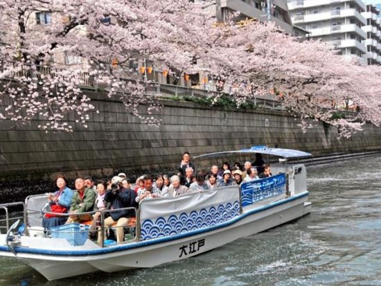 東京お花見クルーズ 目黒川の桜を満喫！屋根なしオープン船で春を堪能＜屋形船大江戸乗船場発着＞