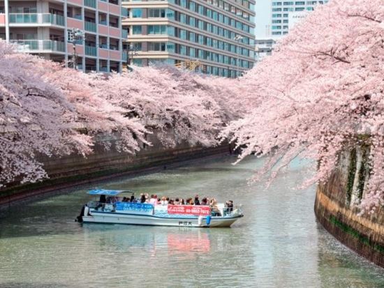 東京お花見クルーズ 目黒川の桜を満喫！屋根なしオープン船で春を堪能＜屋形船大江戸乗船場発着＞