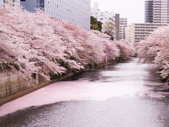 東京お花見クルーズ 目黒川の桜を満喫！屋根なしオープン船で春を堪能＜屋形船大江戸乗船場発着＞