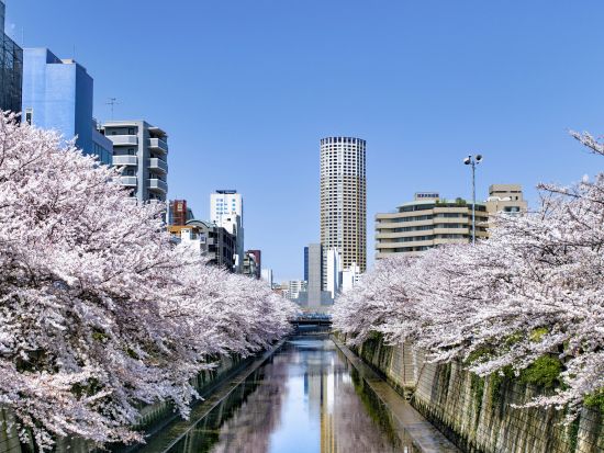 東京お花見クルーズ 目黒川の桜を満喫！屋根なしオープン船で春を堪能＜屋形船大江戸乗船場発着＞