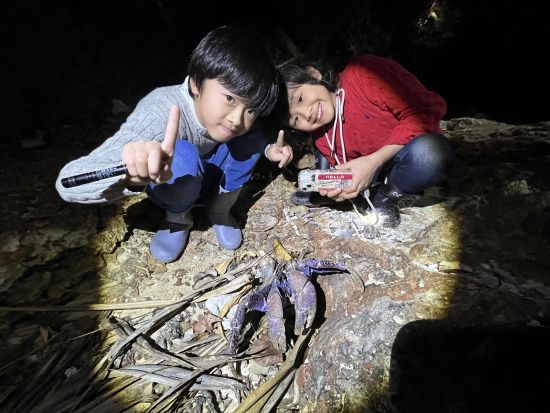 「ヤシガニ遭遇率98％」星空フォト＆ナイトサファリ＆ホタル鑑賞 or 濡れないマングローブ探検＜2時間／石垣島＞