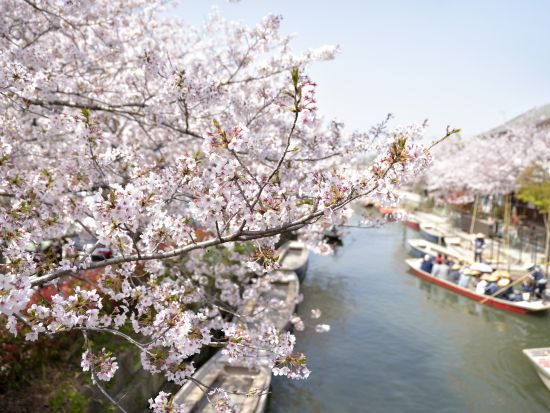 福岡発日帰りバスツアー　イチゴ狩り＋柳川＋恋木神社＋太宰府天満宮　旬のイチゴを60分間食べ放題！＜博多駅 発着＞