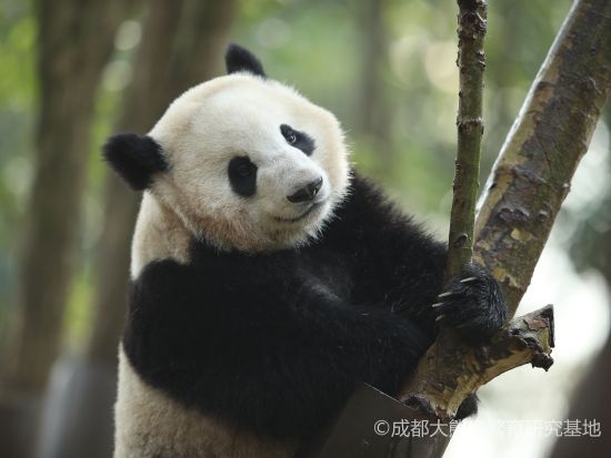 ジャイアントパンダ繁殖研究基地入場券　自然の楽園で貴重なパンダの生態を学ぶ＜成都／多言語ガイド＞