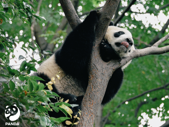 ジャイアントパンダ繁殖研究基地入場券　自然の楽園で貴重なパンダの生態を学ぶ＜成都／多言語ガイド＞