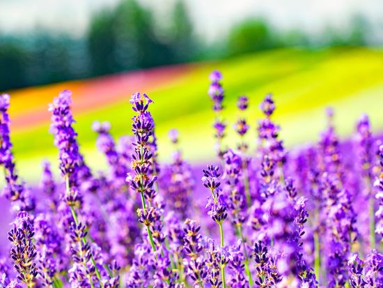 Tomita Farm_Lavendar_shutterstock_1660752376