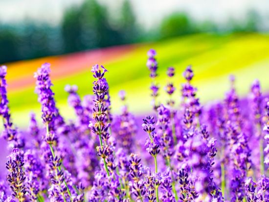 【全日催行決定】札幌発日帰りバスツアー フラノマルシェ＋富良野・ファーム富田＋美瑛・青い池＋カンパーナ六花亭 北海道の夏絶景を巡るコース＜6～7月／札幌発着＞