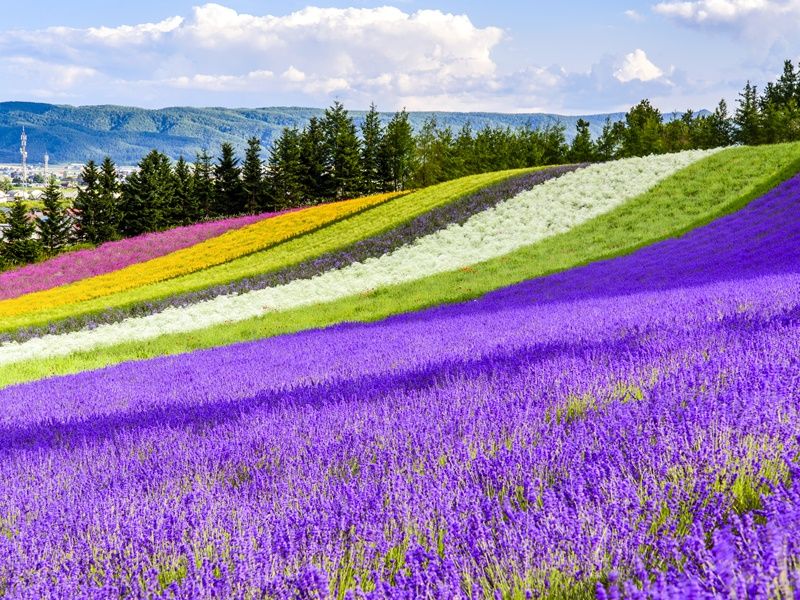 Tomita Farm_Lavendar_shutterstock_455115835