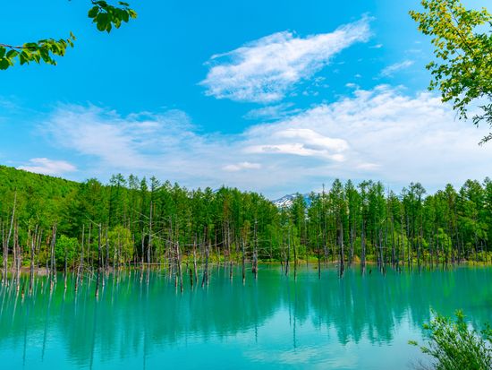 Blue Pond_Summer_shutterstock_1655141308