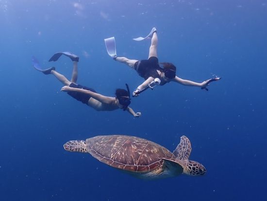 ウミガメシュノーケリング スキンダイビング付プランあり＜器材無料レンタル付き／半日 or 1日／石垣市街地送迎付き／石垣島発＞by カフー石垣