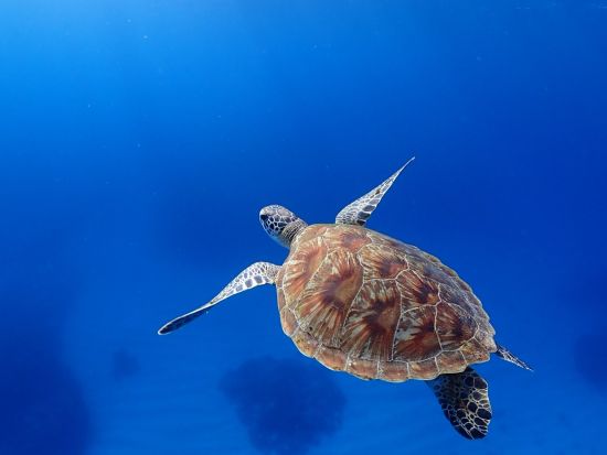 ボートチャーター 自由なポイントで海水浴＆シュノーケル！プライベート空間を満喫 スキンダイビングやBBQも楽しめる贅沢な沖縄の海体験＜送迎付き／那覇発＞