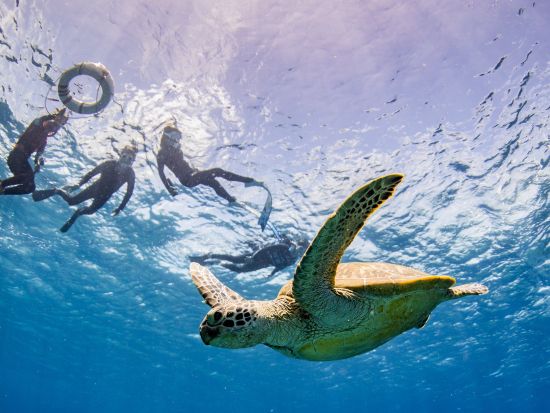 慶良間体験ダイビング 初心者専門のショップだから初めての方も安心 透明度抜群の海で特別な思い出を作ろう！＜1～2ダイブ／水中写真＆動画無料／送迎付き／那覇発＞