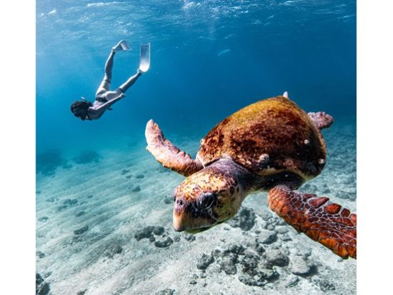 ケラマスキンダイビング 世界で話題のスキンダイビングを満喫 ロングフィンで自由自在に泳ぐ感動体験 心も体もリフレッシュしよう＜送迎付き／那覇発＞