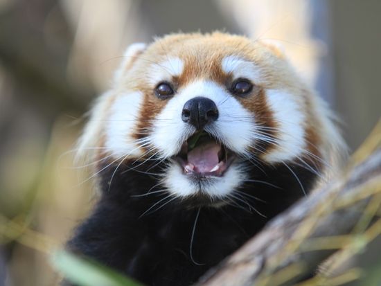 Japan_Hokkaido_Asahikawa_Asahiyama Zoo_Lesser Panda_shutterstock_1225860250