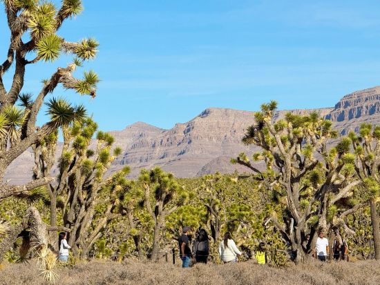 グランドキャニオンウエスト日帰りツアー　フーバーダム観光＆セブンマジックマウンテン&ジョシュアツリー　スカイウォーク付きプランあり＜日本語ガイド／ラスベガス発＞