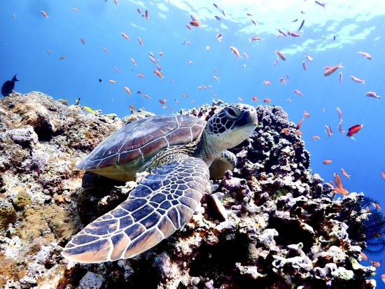 幻の島上陸＋ウミガメシュノーケリングツアー 石垣育ちのガイドと行く少人数制ツアー！水中カメラの無料レンタル 竹富島での途中離団OK＜半日／市街地送迎／石垣島発＞
