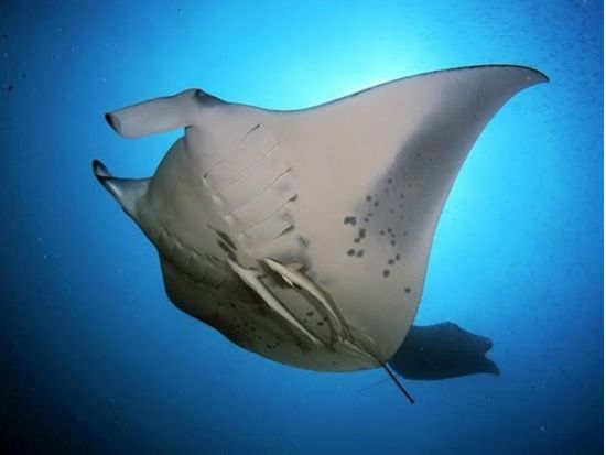 ボートチャーター 自由なポイントで海水浴＆シュノーケル！プライベート空間を満喫 スキンダイビングやBBQも楽しめる贅沢な沖縄の海体験＜送迎付き／那覇発＞