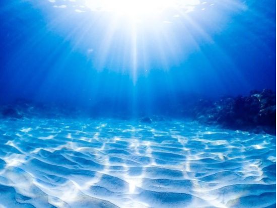 慶良間ファンダイビング ザトウクジラやマンタに出会える！世界屈指の透明度を満喫♪＜2ダイブ／送迎付き／那覇発＞