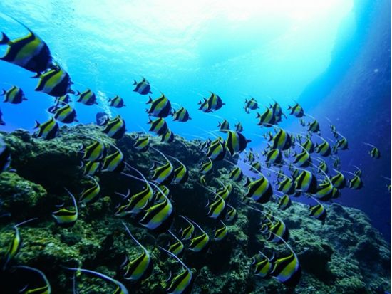 慶良間ファンダイビング ザトウクジラやマンタに出会える！世界屈指の透明度を満喫♪＜2ダイブ／送迎付き／那覇発＞