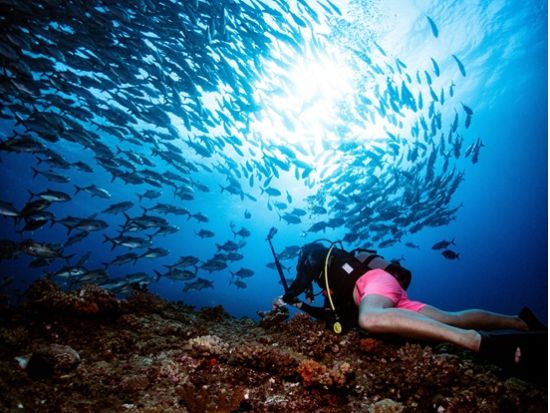 慶良間ファンダイビング ザトウクジラやマンタに出会える！世界屈指の透明度を満喫♪＜2ダイブ／送迎付き／那覇発＞