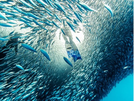 慶良間ファンダイビング ザトウクジラやマンタに出会える！世界屈指の透明度を満喫♪＜2ダイブ／送迎付き／那覇発＞