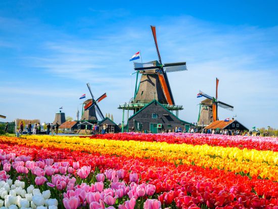 ザーンセスカンス風車村 送迎ツアー＜貸切／日本語チャットサポート／アムステルダム発＞