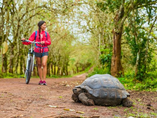 Ecuador_Galapagos_Santa Cruz Island_pixta_79840413_M