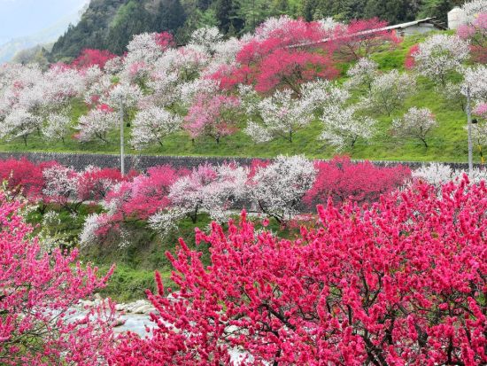 春の絶景＆旬の味覚！阿智村・花桃街道と約10品種イチゴ狩り食べ放題＜4月／名古屋発着＞