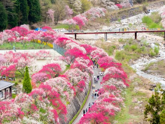春の絶景＆旬の味覚！阿智村・花桃街道と約10品種イチゴ狩り食べ放題＜4月／名古屋発着＞