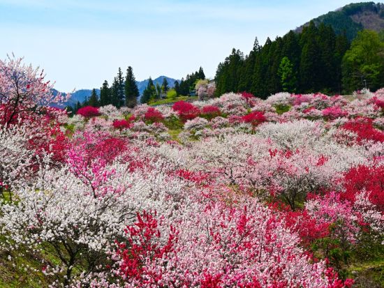 春の絶景＆旬の味覚！阿智村・花桃街道と約10品種イチゴ狩り食べ放題＜4月／名古屋発着＞