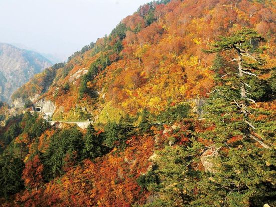 5_74_白山白川郷ホワイトロード（紅葉）