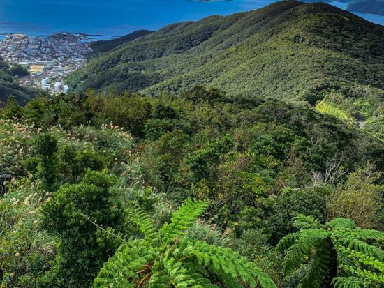 奄美フリーツアー お好きな場所へ奄美認定ガイド平井さんがご案内するオーダーメイドの旅 ＜約8時間／名瀬＞ by 奄美愛ネット