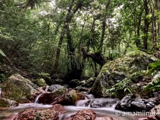奄美フリーツアー お好きな場所へ奄美認定ガイド平井さんがご案内するオーダーメイドの旅 ＜約8時間／名瀬＞ by 奄美愛ネット