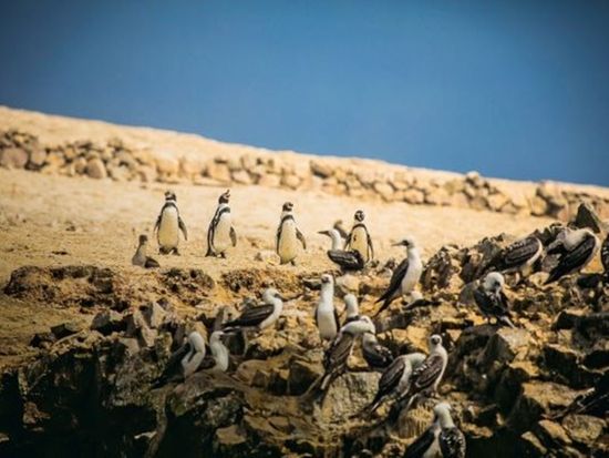 バジェスタス島 ペンギン
