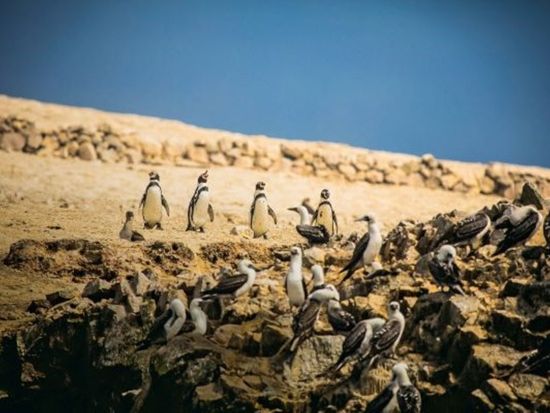 世界遺産「ナスカの地上絵」セスナ遊覧飛行＆ワカチナ湖☆安心の日本語ガイド付日帰りツアー！バジェスタス諸島付プランあり＜日本語ガイド／貸切／昼食付／リマ発＞