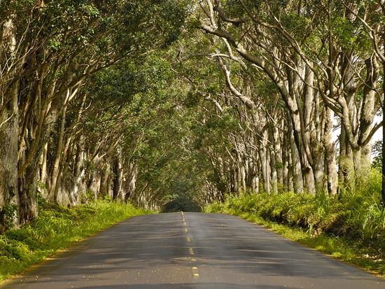 Eucalyptus tree tunnel, Koloa Town_shutterstock_164277902