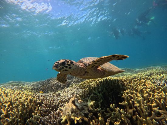 瀬底島シュノーケリング 「瀬底島開催」ウミガメの棲む海で開催！ポイントまではバナナボートに乗って楽々移動＜4月～10月/瀬底島＞byオーシャンスタイル