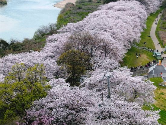 観光協会DL：背割堤⑨