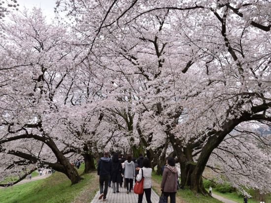 【大阪発】期間限定桜舞う背割堤 京都随一の花見ツアー！宇治のお茶スイーツ＆抹茶づくり体験！勝尾寺の願いが叶う勝ちダルマ！【日英中ガイド】