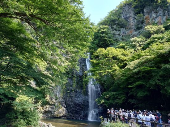 【大阪発】期間限定桜舞う背割堤 京都随一の花見ツアー！宇治のお茶スイーツ＆抹茶づくり体験！勝尾寺の願いが叶う勝ちダルマ！【日英中ガイド】