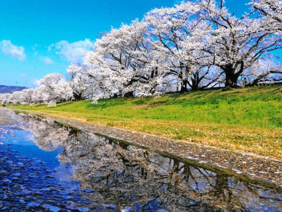 【大阪発】期間限定桜舞う背割堤 京都随一の花見ツアー！宇治のお茶スイーツ＆抹茶づくり体験！勝尾寺の願いが叶う勝ちダルマ！【日英中ガイド】