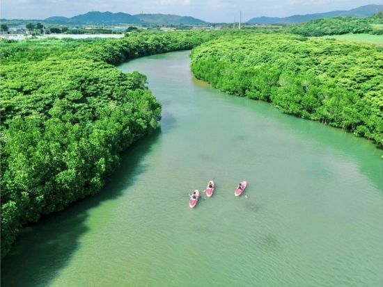 マングローブSUPツアー 日本最大級の亜熱帯自然を満喫！迫力のクルージングを楽しもう♪ANAグループ機内誌「翼の王国」掲載＜約2時間／現地集合おすすめ／石垣島＞