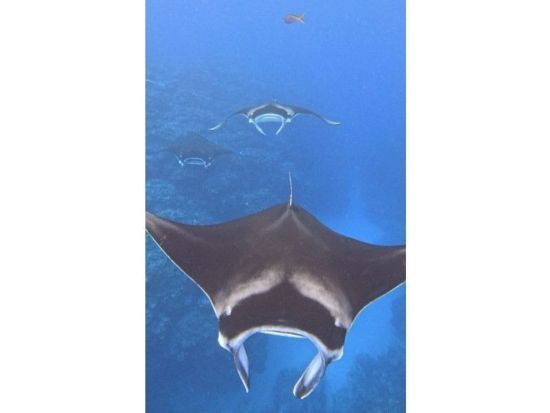 マンタシュノーケルツアー 遭遇率70％！石垣島でマンタに出会える感動体験 熱帯魚＆サンゴも楽しめる〈約7時間／現地集合おすすめ／昼食付／石垣島＞