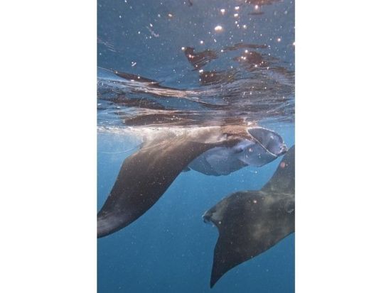 マンタシュノーケルツアー 遭遇率70％！石垣島でマンタに出会える感動体験 熱帯魚＆サンゴも楽しめる〈約7時間／現地集合おすすめ／昼食付／石垣島＞