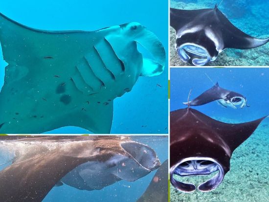 マンタシュノーケルツアー 遭遇率70％！石垣島でマンタに出会える感動体験 熱帯魚＆サンゴも楽しめる〈約7時間／現地集合おすすめ／昼食付／石垣島＞