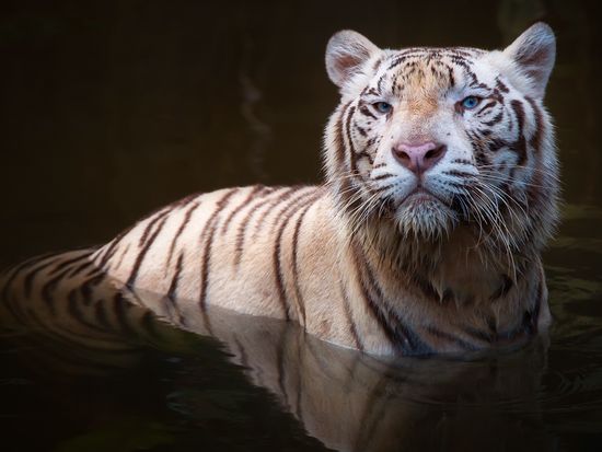 Singapore_Singapore Zoo_White Tiger_shutterstock_311421200