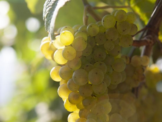 バスクワイン「チャコリ」ワイナリー半日ツアー＜英語ガイド／試飲＆おつまみ付き／サン・セバスチャン発＞