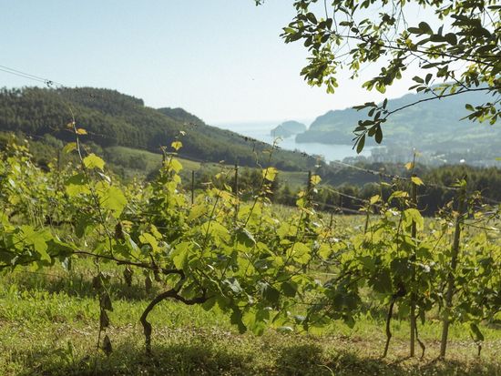 BILBAO TXAKOLI WINE TOUR (3)